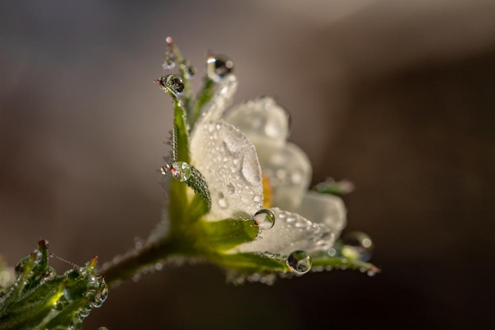 horticulture-ponts de ce