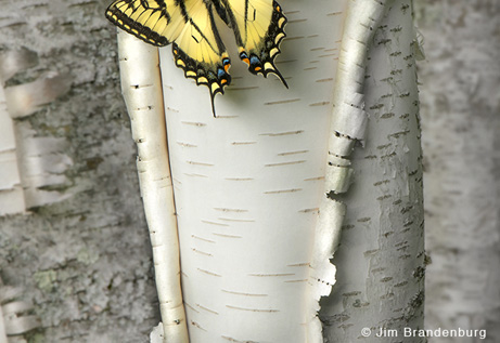 Exposition "Nature 365"