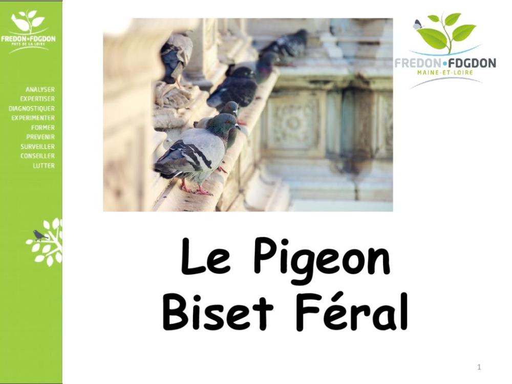 thumbnail of Présentation pigeon biset féral lutte