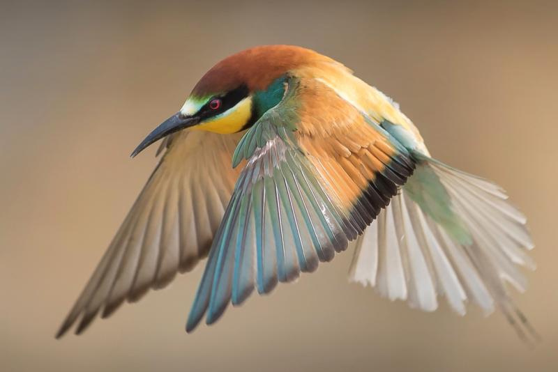 Exposition "À vol d'oiseaux" - Médiathèque