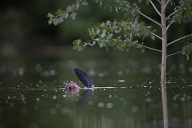 Exposition "Loire Nature" - Rive d'Arts