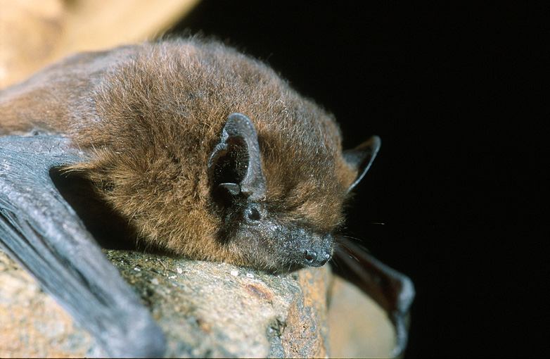 Nuit international de la chauve-souris/ Les RDV Nature en Anjou