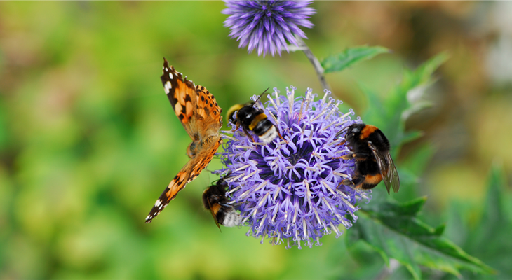  Balades nature - à la rencontre des pollinisateurs