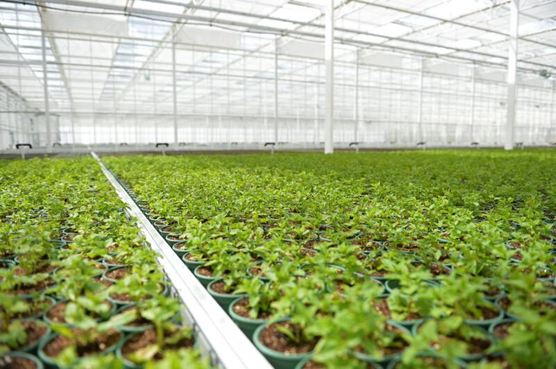 Made in Angers - Végétal / Agriculture - Bioplants France