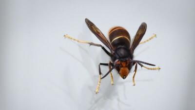 Formation pour fabrication de pièges à frelons Asiatiques