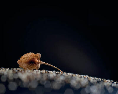 Exposition Graines de Beauté