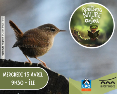 Sortie Chants d'oiseaux - Les RDV Nature en Anjou