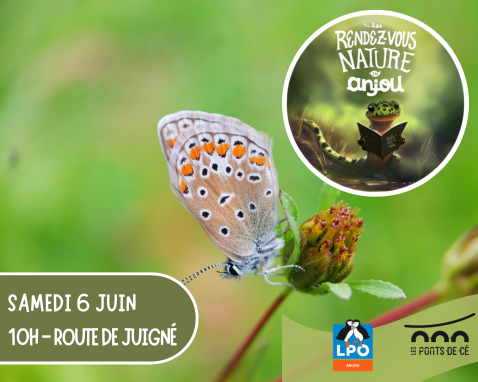 Recensons plantes et insectes - Les RDV Nature en Anjou