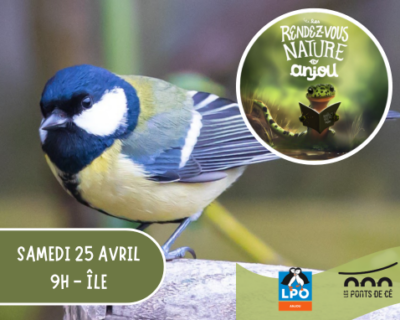 Sentinelle des oiseaux - Les RDV Nature en Anjou