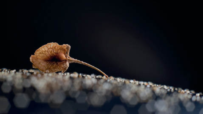 Du 11 avril au 25 mai à l’esplanade de la médiathèque