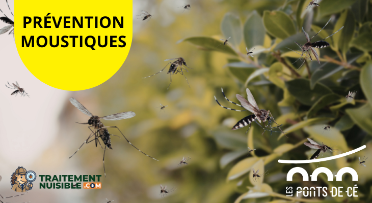 Prévention Moustiques