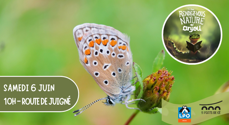 Recensons plantes et insectes - Les Rendez-vous Nature en Anjou